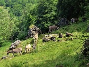 39 Gli asinelli al pascolo in ombra al fresco